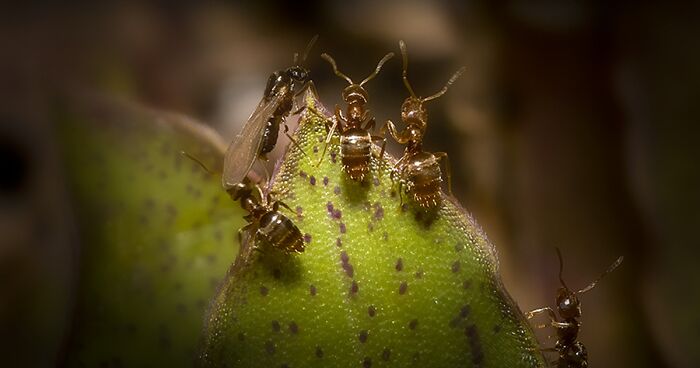 I Took Pictures Of Nature From As Close As An Inch Away (24 Pics)