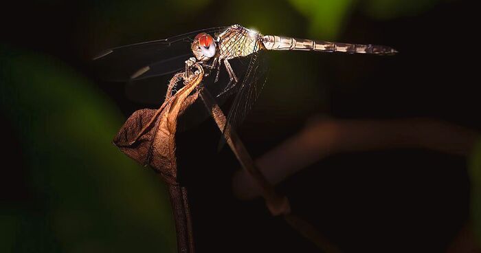 “An Amazing World Right Under Your Nose”: 24 Pictures Of Nature That I Took With A Macro Lens