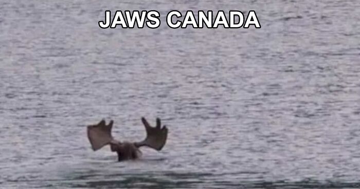 “Only In Canada”: 30 Memes And Posts That Perfectly Describe The Country