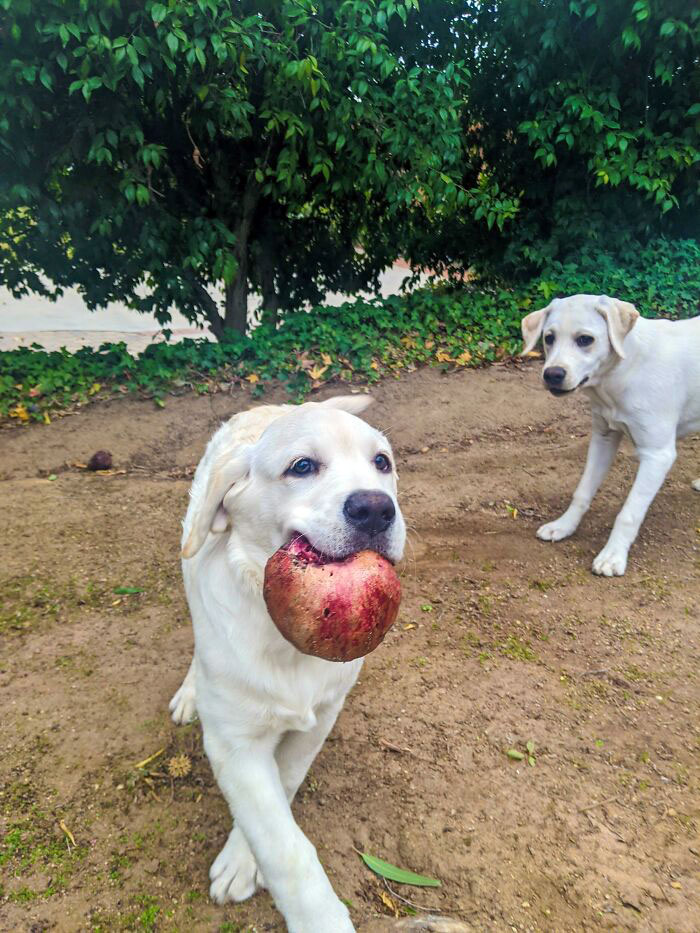 Pomegranate Thiefs