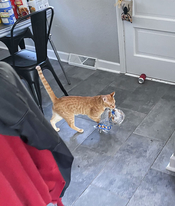 Yes, That Is My Cat Trying To Steal Some Bagels