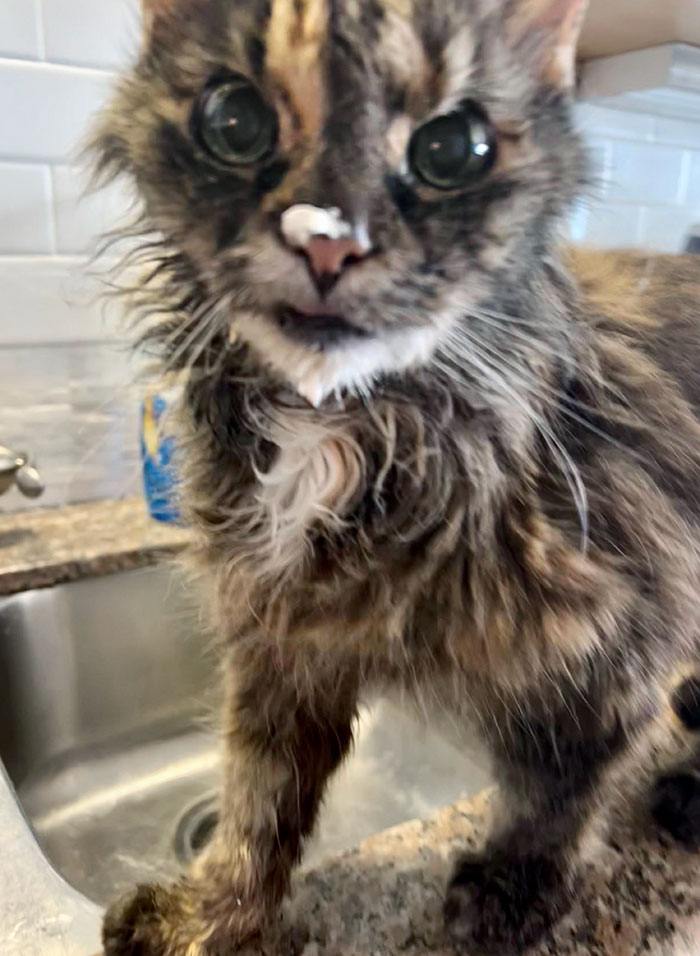 No, Mom, I Didn't Lick Your Cake. Why Do You Ask?