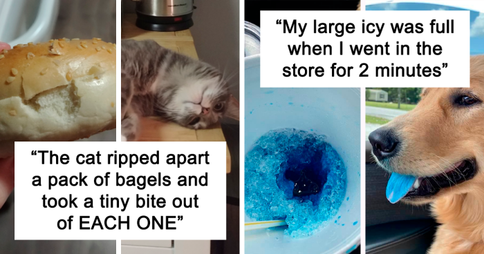 125 Hilarious Times Pets Weren’t So Sneaky About Stealing Food (New Pics)