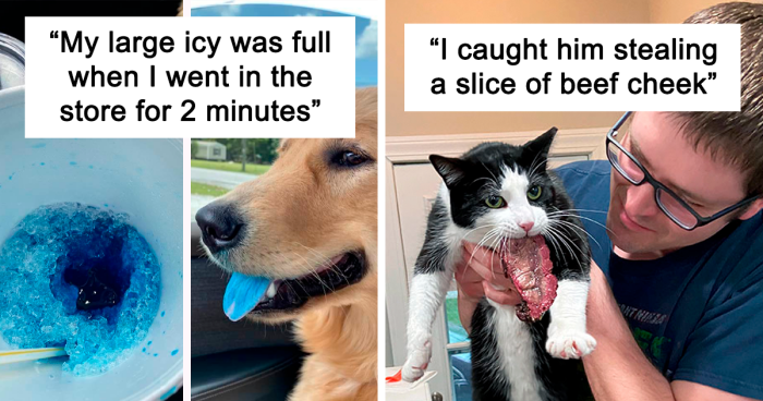 125 Pets Who Just Won’t Let Their Owners Eat In Peace (New Pics)