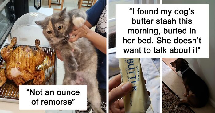 125 Hilarious Times Pets Didn’t Get Away With Stealing Food (New Pics)