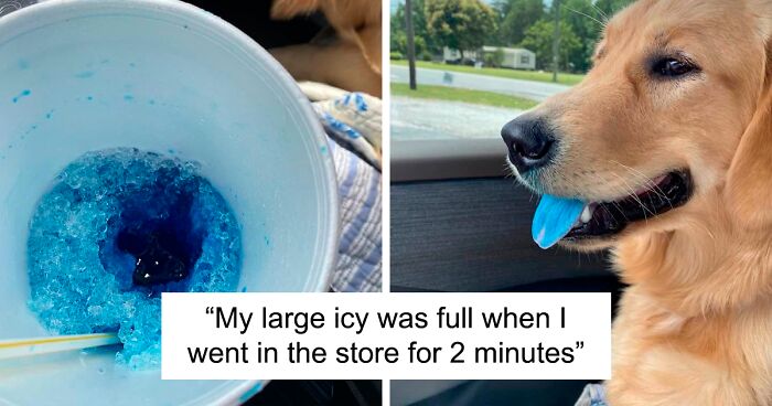 125 Hilarious Times Sneaky Pets Didn’t Get Away With Stealing Food (New Pics)