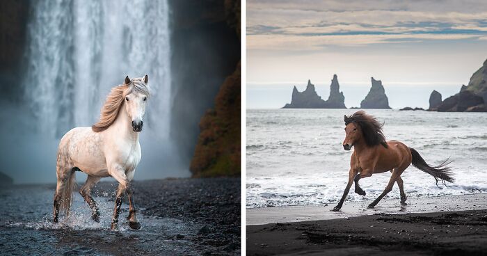 I Took Pictures Of Beautiful Horses In The Most Stunning Locations In Iceland (50 Pics)