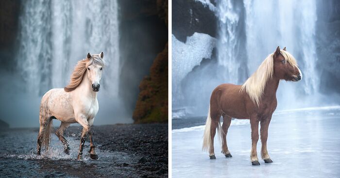 I Have Captured The Wild Horses In The Fairytale-Like Icelandic Nature (50 Pics)