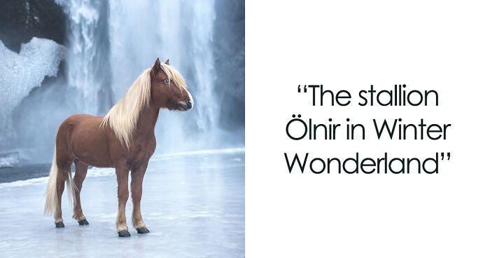 I Took Fairytale-Like Photos Of Icelandic Horses In Stunning Landscapes (50 Pics)