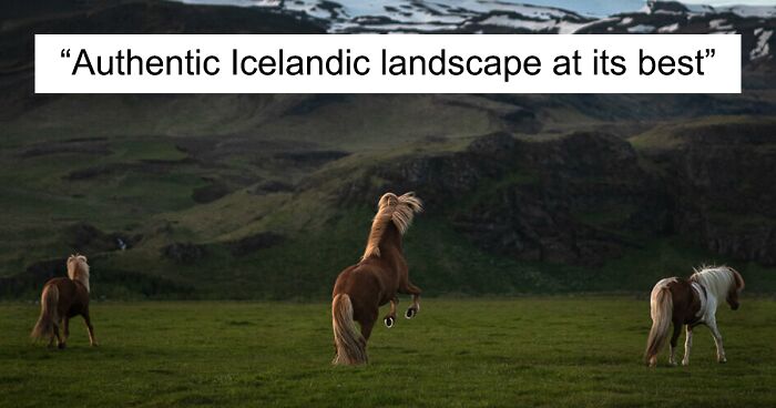 My Photo Series “Icelandic Horses” Captures The Life Of Horses In Icelandic Nature (50 Pics)