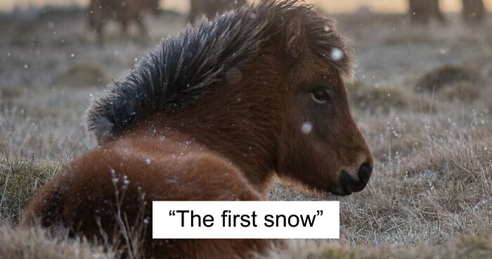 I Took Pictures Of Beautiful Horses In Breathtaking Icelandic Landscapes, And Here Are 50 Of Them