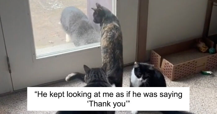 Determined Stray Comes To A Family On A Daily Basis Until They Adopt Him