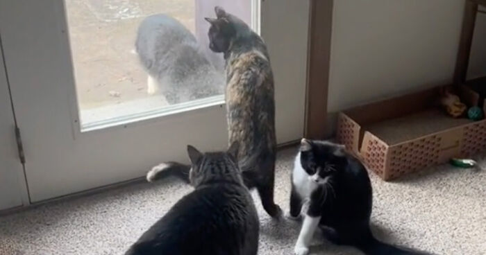 Video Showing Stray Cat Coming To The Door Daily Until It's Adopted Goes Viral With 1.3M Views