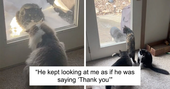 Heartwarming Story Of Stray Cat Getting Adopted After Persistently Visiting Family