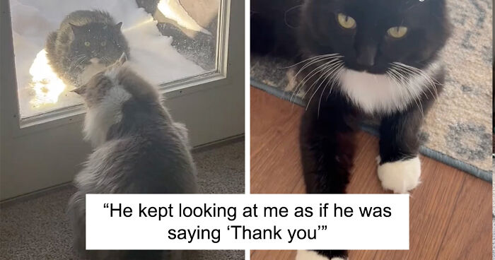 Persistent Stray Cat Visits Family Home Until They Adopt Him