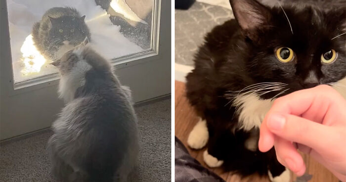 Determined Stray Comes To A Family On A Daily Basis Until They Adopt Him