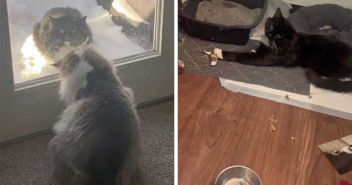 Determined Stray Comes To A Family On A Daily Basis Until They Adopt Him