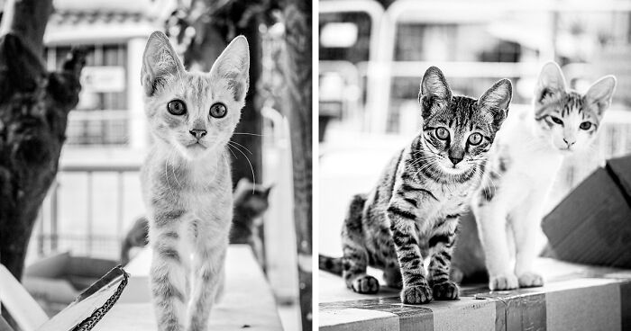 My 14 Images Of Stray Cats That I Photographed In Cyprus And Turkey (New Pics)