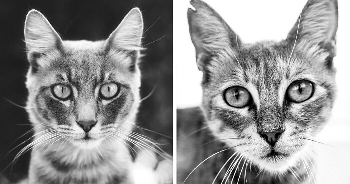 I Photograph Stray Cats, And This Time, They Are In Black And White (14 New Pics)