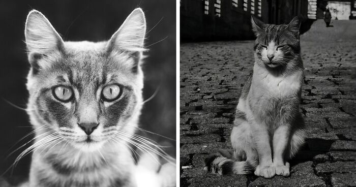 14 Black And White Images Of Stray Cats That I Took In Cyprus And Turkey (New Pics)