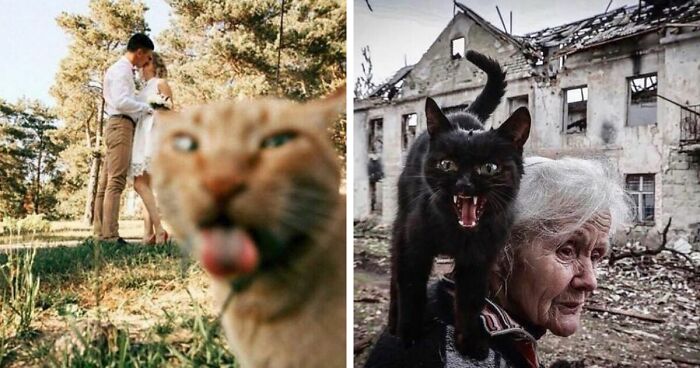 Instagram Page Features 50 Examples Of Beautiful And Amusing Cat Photography