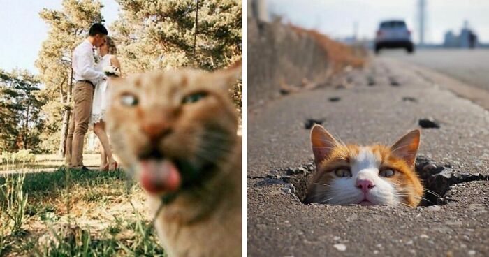 This Instagram Page Features Amusing Cat Photos, And Here Are 50 Of The Best Ones