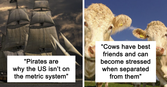 67 Silly Facts To Take You On A Journey