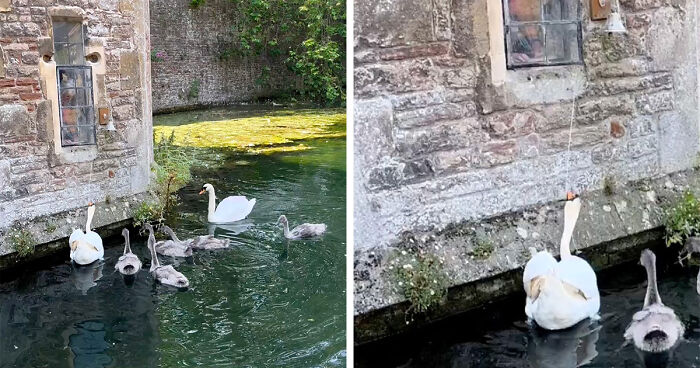 Elegant Swans Learned To Ring Bell Every Time They Want A Treat