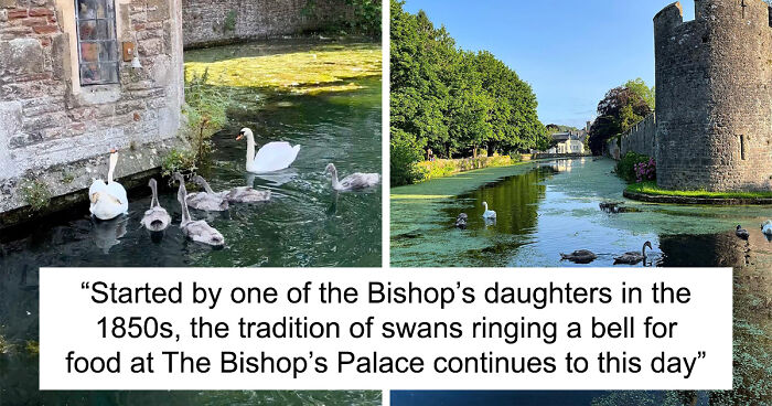 People Are Amazed By These Royal Swans That Learned To Ring A Bell Whenever They Want A Treat