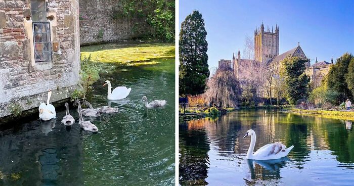 These Swans Have Learned To Ring A Bell Whenever They Want A Treat