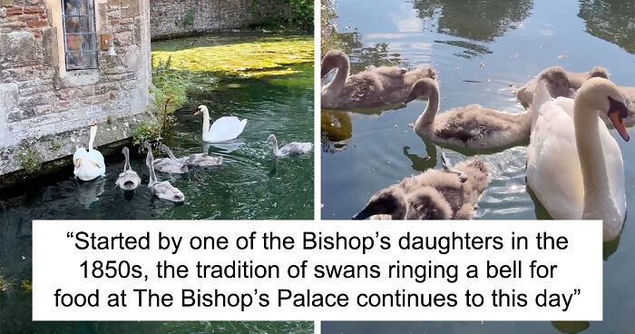 Bishop Palace Swans Ring The Palace Bells Whenever They Want Treats