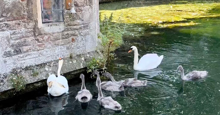 Bell-Ringing Swan Tradition Dating Back To 1850s Attracts Tourists To Small English Town