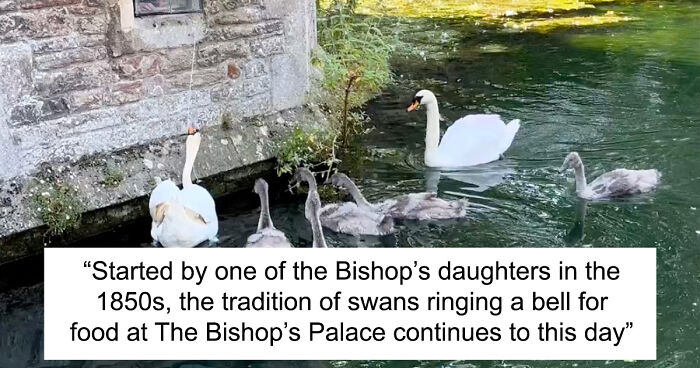 Bishop Palace Swans Ring The Palace Bells Whenever They Want Treats