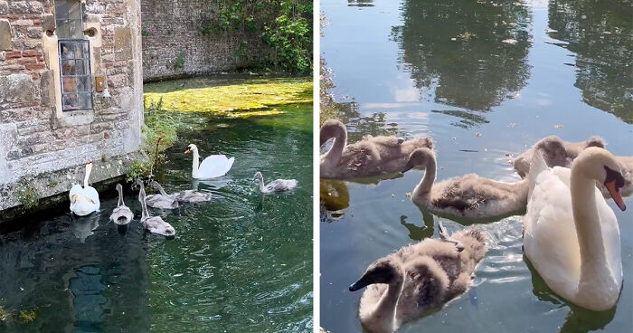 Bishop Palace Swans Ring The Palace Bells Whenever They Want Treats