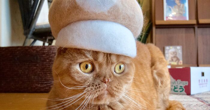 Cats Show Off The Amazing Hats This Japanese Couple Crafted Out Of Their Naturally Shed Fur (32 Pics)