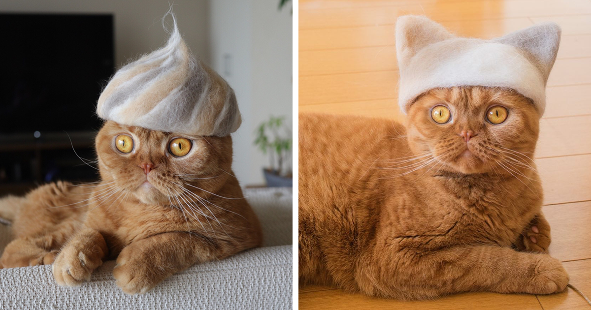 32 Adorable Feline Hats And Wigs This Japanese Couple Made From Naturally  Shed Cats' Fur