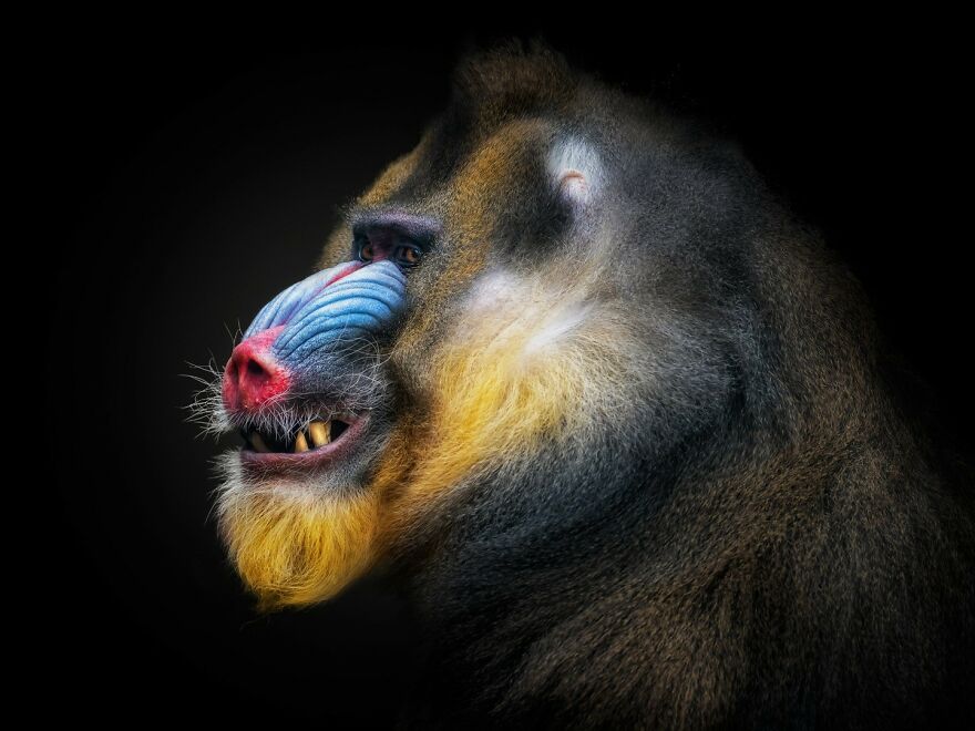 Photographer Continues To Make Impactful Portraits Of Wild Animals (65 New Pics)