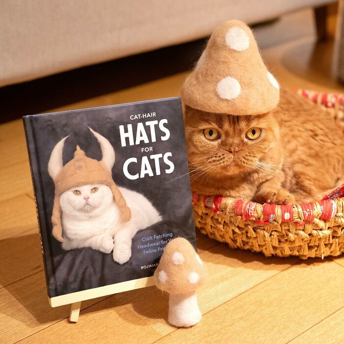 Cats In Hats Made From Their Own Hair