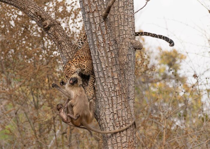 A photograph of a leopard catching mother and baby langurs by Afroj Sheikh