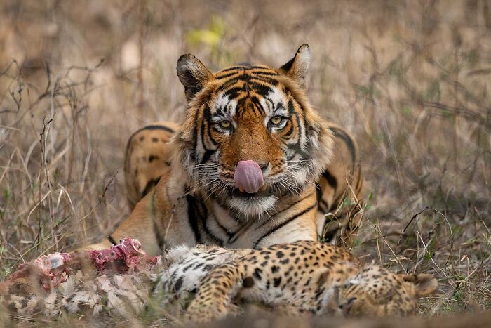 A photograph of a tiger eating leopard by Karthik Mohan Iyer