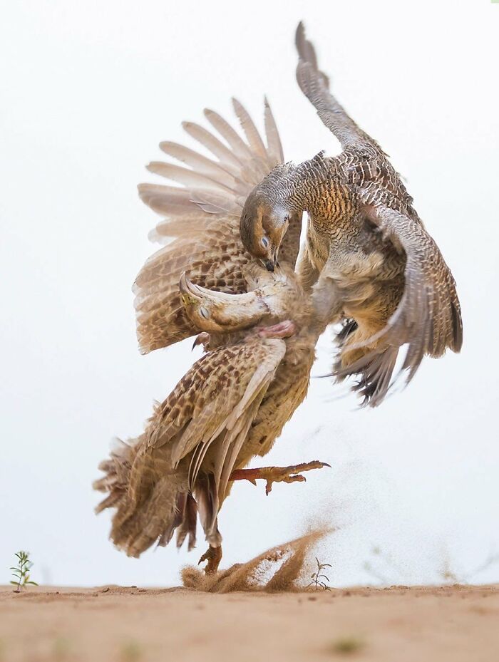 A photograph of two male francolins fighting by Naushad Ka