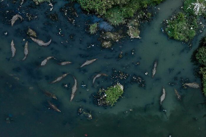 An areal photograph of crocodiles by Hiren Pagi