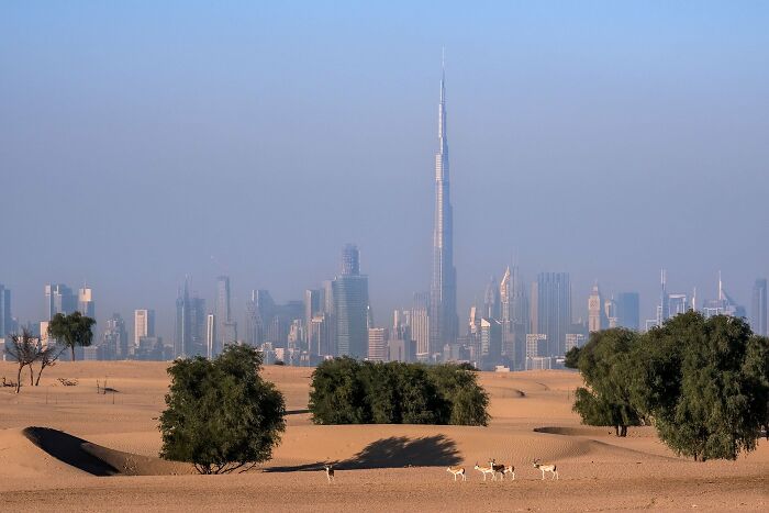 A photograph of a desert with Dubai's skyscrapers in the background by Dileep Ss