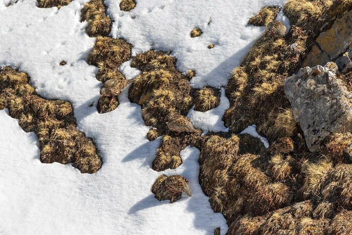 A photograph of snow partridges by Navin Kumar