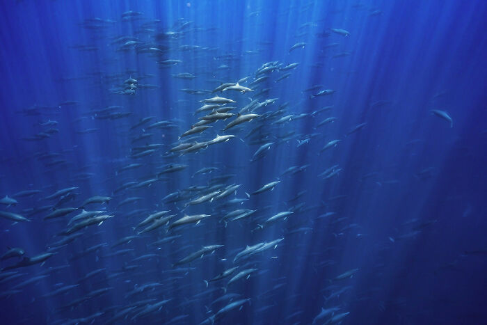 A photograph of an ocean full of dolphins by Merche Llobera