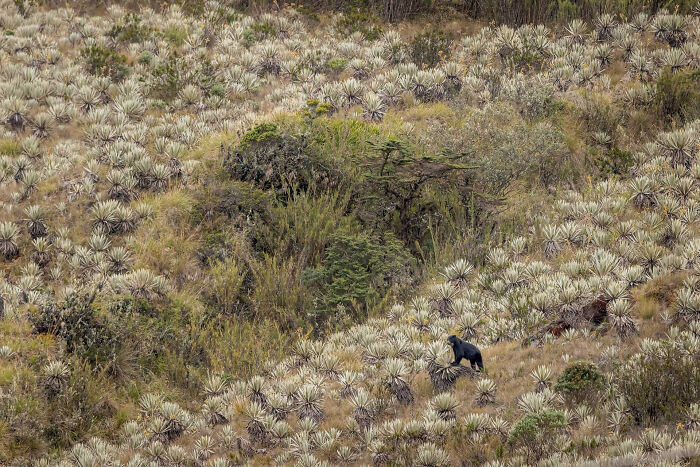 A photograph of an Andean bear in a field by Sebastian Di Domenico