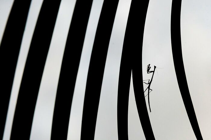 A photograph of a Stick Mantis by Anirudh Kamakeri