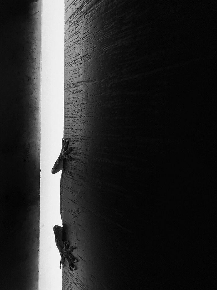 A photograph of gecko's claws by Swaroop Singha Roy