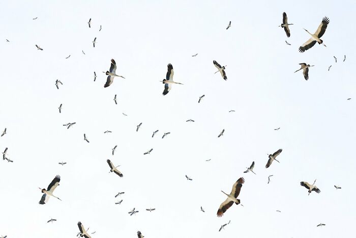 A photograph of a bunch of flying storks by Jomtup Charoenlapnumchai