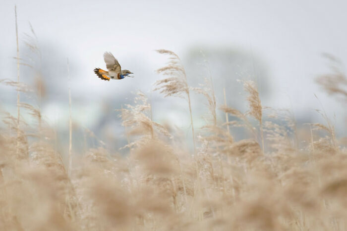 A photograph of a flying male Bluethroat by Maksymilian Paczkowski